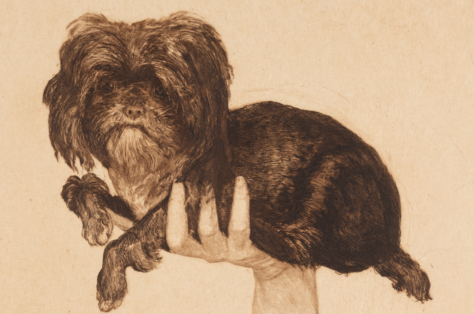 Max Klinger, Tjou-Tjou (Bildnis eines Hundes), 1883, Radierung und Kaltnadel, Staatliche Kunstsammlungen Dresden, Kupferstich-Kabinett