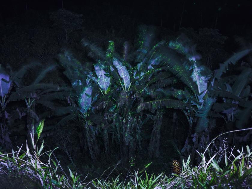 Nacht-Ansicht von grün leuchtenden Palmen in Mache Chindul, Ecuador
