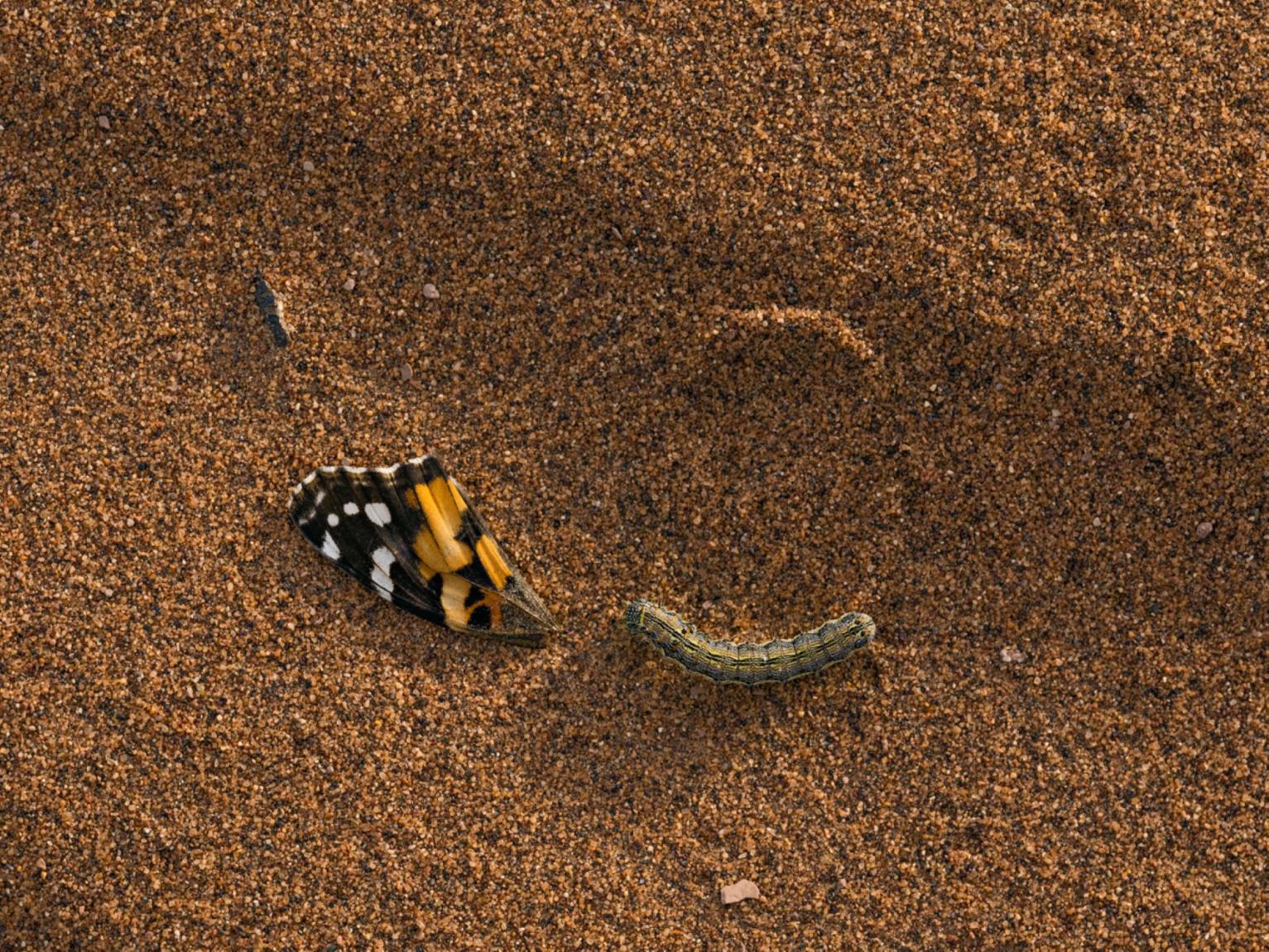Lucas Foglia "Painted Lady Butterfly Wing with a Caterpillar", 2021