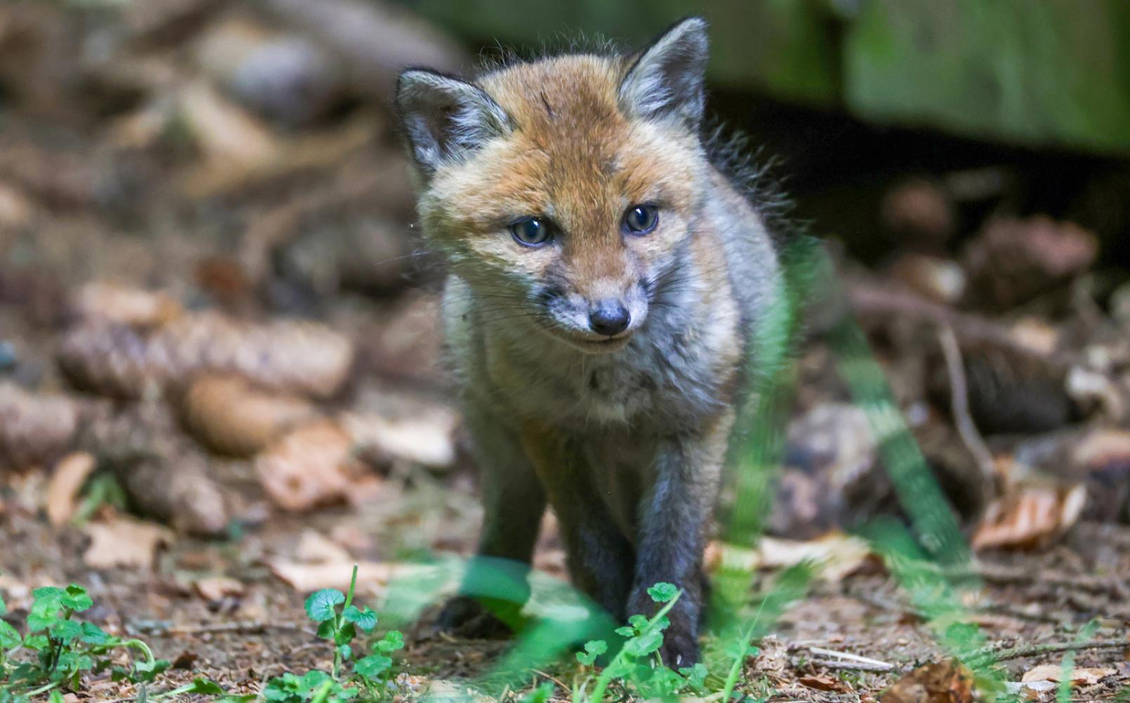 Flüchtige Begegnungen: Der Fuchs ist das Wappentier der 13. Berlin Biennale