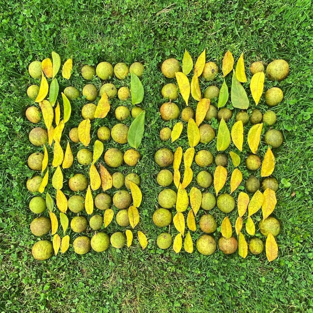 Sasha Stiles "Analog Binary Code: plant intelligence", 2020